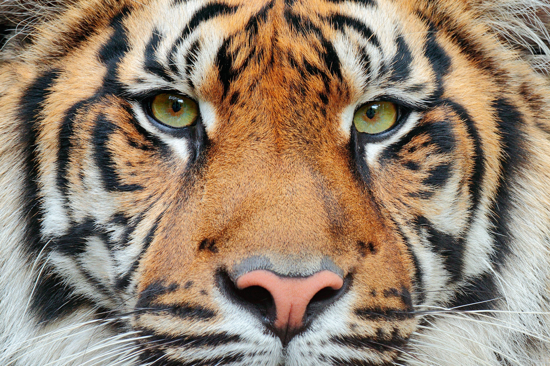 Tigers confirmed as six subspecies, and that is a big deal for conservation