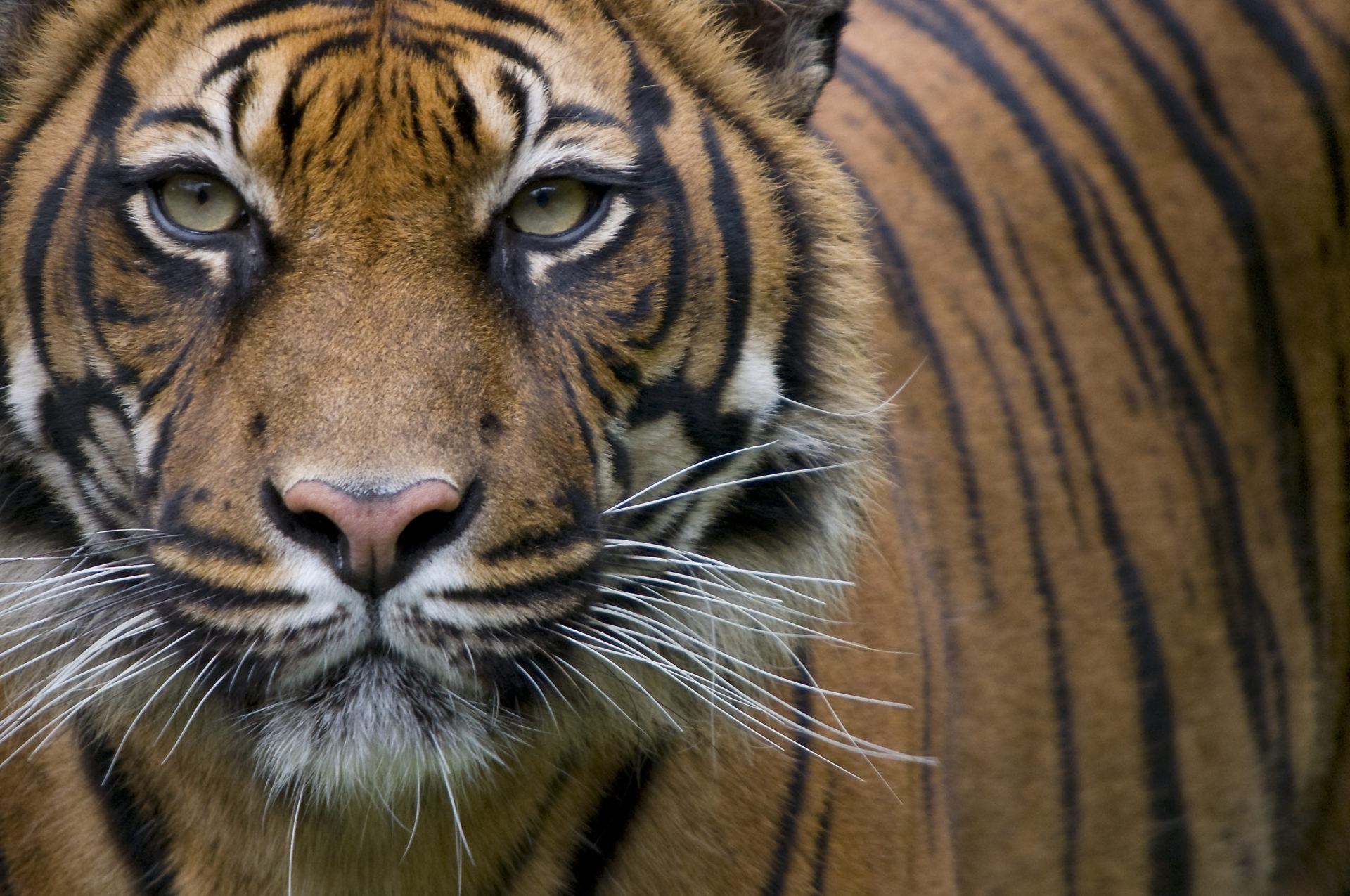 How DSWF is Protecting & Saving Tigers