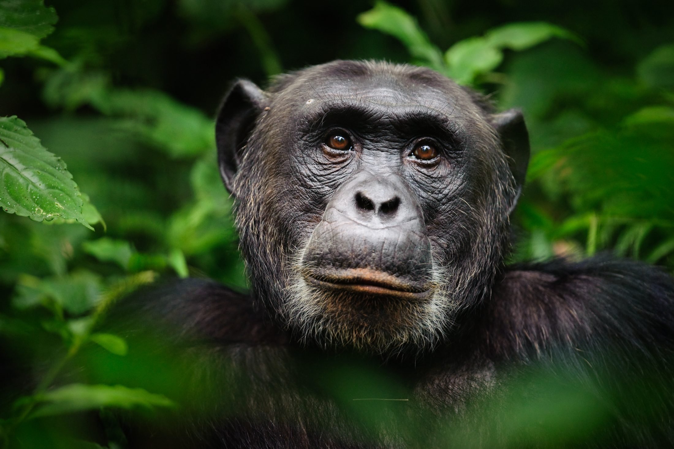 Facts about the common chimpanzee