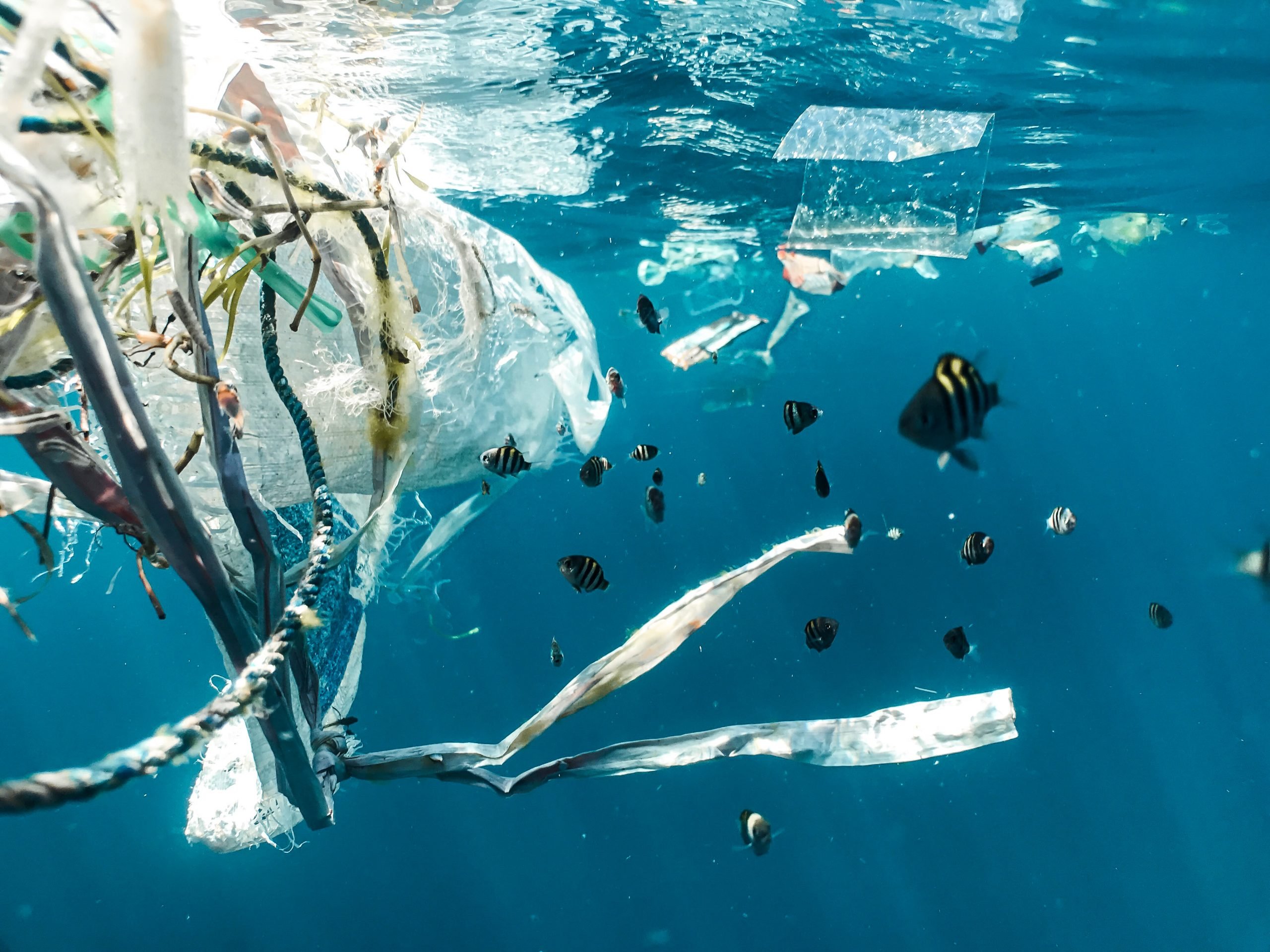how does plastic get into the ocean? | IFAW