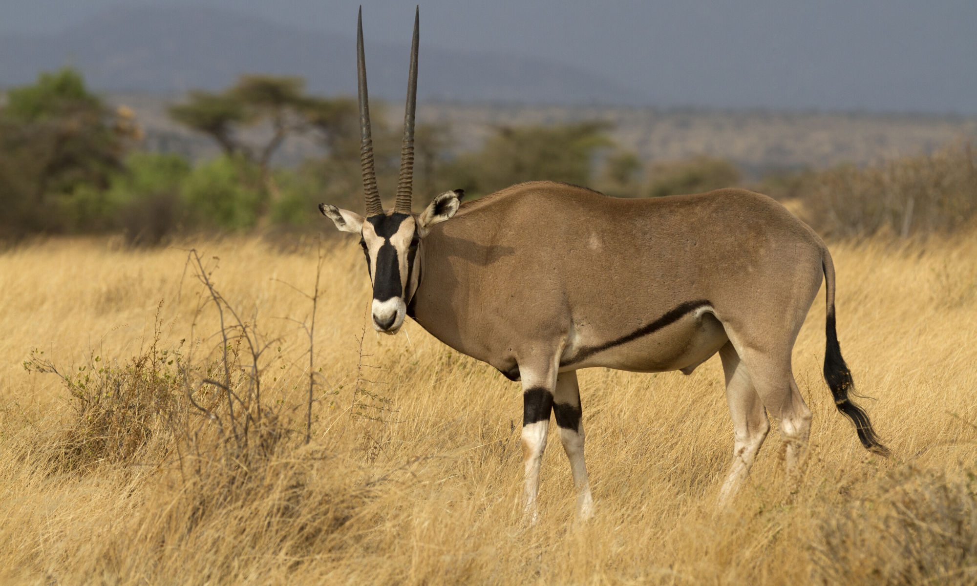 Game-changing year for nature? A look ahead to four key global 