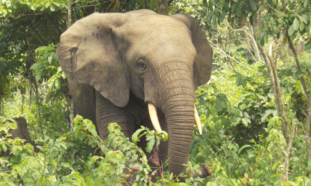 Elephants Without Borders Transboundary Collaboration Brings Hope To West Africas Wildlife